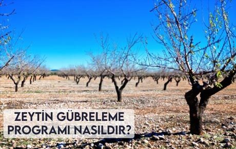 Zeytin Gübreleme Programı Nasıldır?