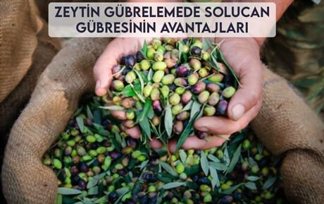 Zeytin Gübrelemede Solucan Gübresinin Avantajları Nelerdir?