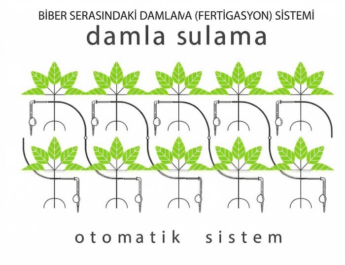 biber serası damla sulama sistemi nasıl kurulur? biber serası damla sulama sistemi nasıl kurulur?