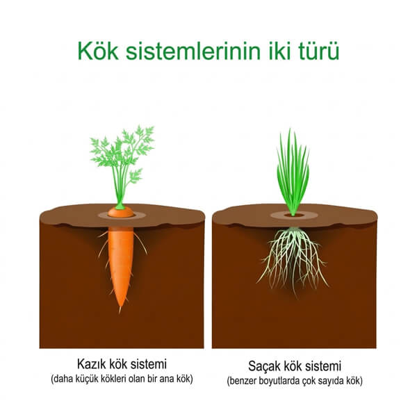 Bitkilerde Kök Sistemleri: Kazık Kök ve Saçak Kök Yapısı Bitki morfolojisinde kök sistemleri karşılaştırması; ana kök yapısına sahip kazık kök sistemi ile benzer boyutlu liflerden oluşan saçak kök sistemi görsel anlatımı.